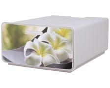 Boxy Orchideen 